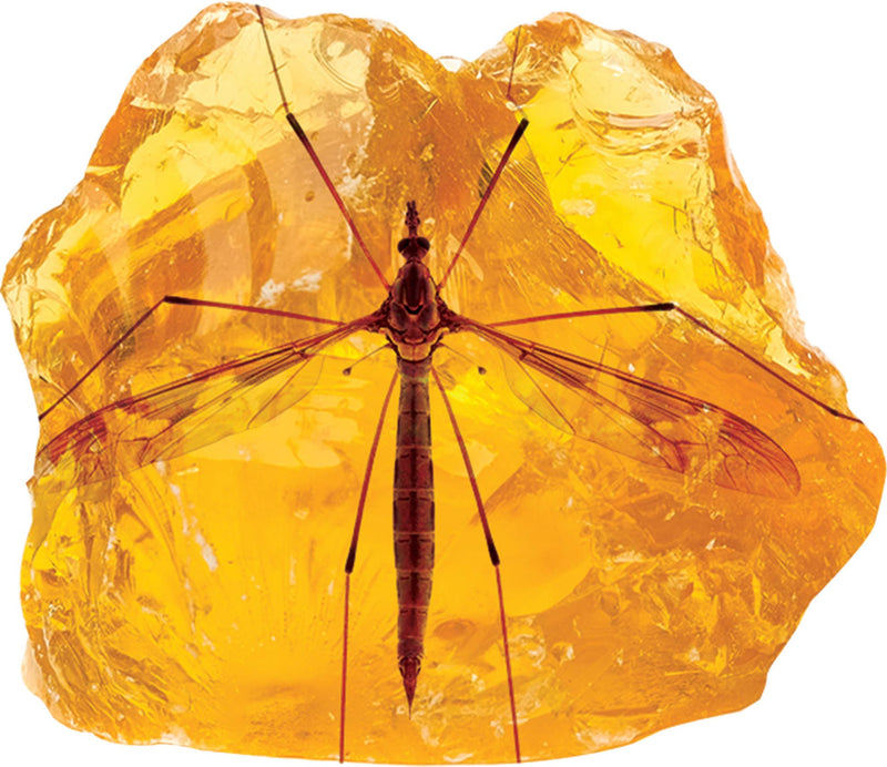 Smithsonian Amber Dig