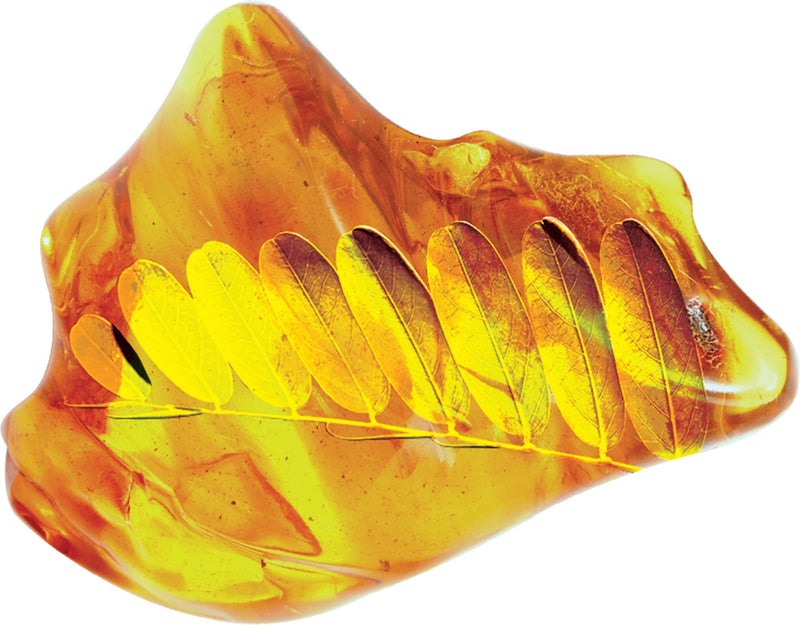 Smithsonian Amber Dig