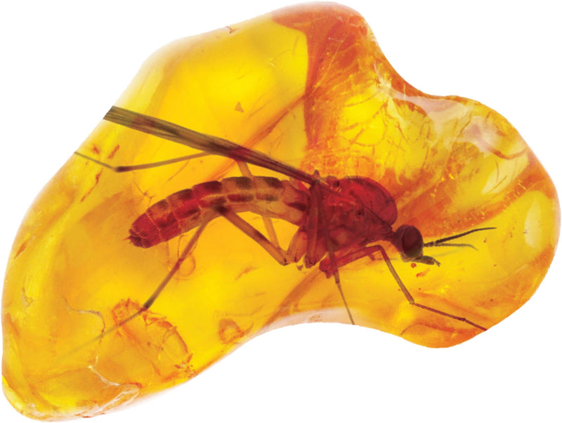 Smithsonian Amber Dig