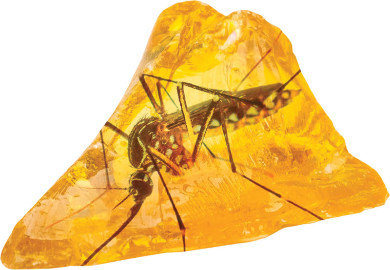 Smithsonian Amber Dig