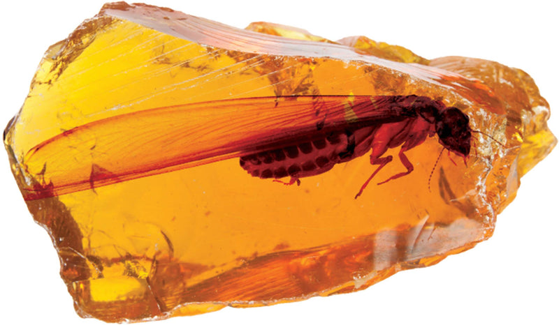 Smithsonian Amber Dig