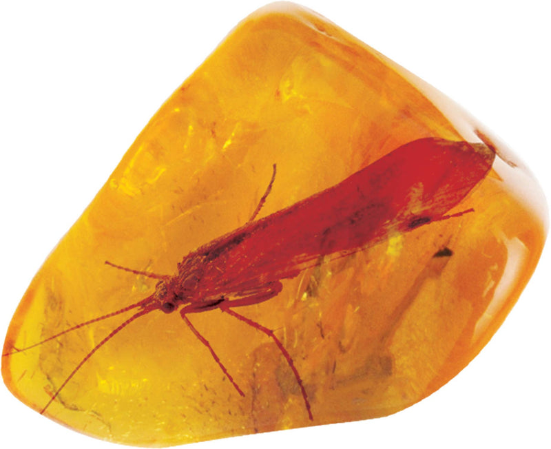 Smithsonian Amber Dig