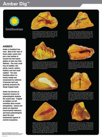 Smithsonian Amber Dig