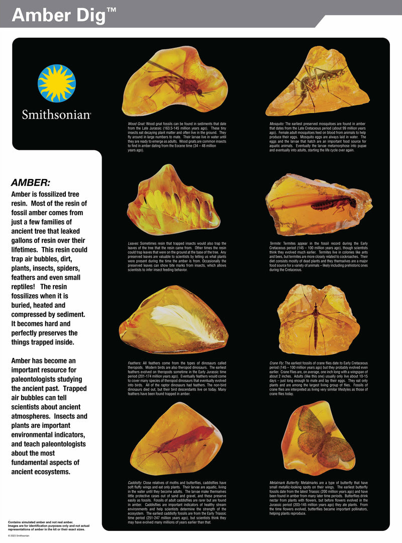 Smithsonian Amber Dig